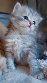 Cuccioli di gatto Siberiano Certificati