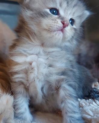 Cuccioli di gatto Siberiano Certificati