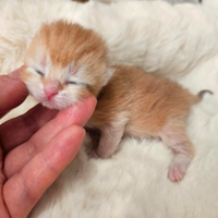 Meravigliosi cuccioli british shorthair pedigree
