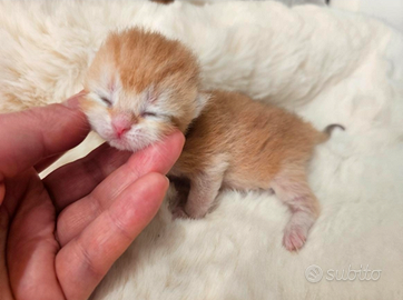 Meravigliosi cuccioli british shorthair pedigree