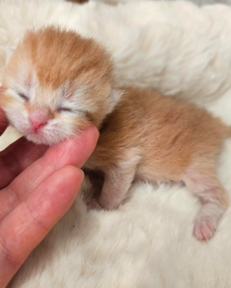 Meravigliosi cuccioli british shorthair pedigree