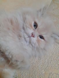 Gatto persiano per accoppiamento