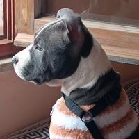 Pitbull incrociato