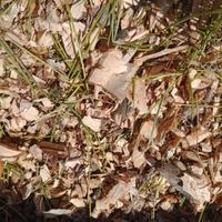 pittumato di pino marittimo per pacciamatura 