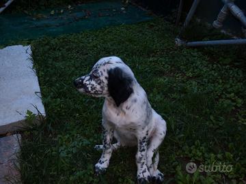 Cucciolone setter inglese
