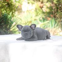 Femminuccia di Bulldog Francese