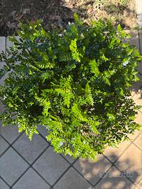 Bonsai falso pepe