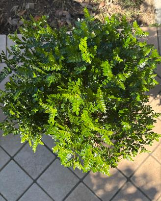 Bonsai falso pepe