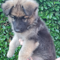 Cucciolo di pastore tedesco pelo lungo