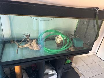 Aquario