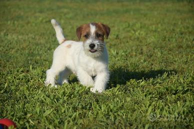 Jack Russell Terrier