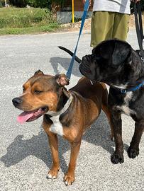 Cuccioli di 1 mese Cane Corso&Amstaff