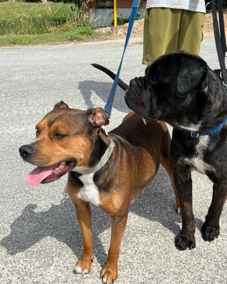 Cuccioli di 1 mese Cane Corso&Amstaff