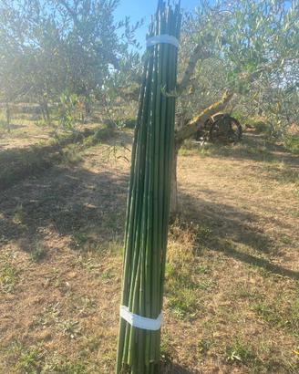 Canne di bambu