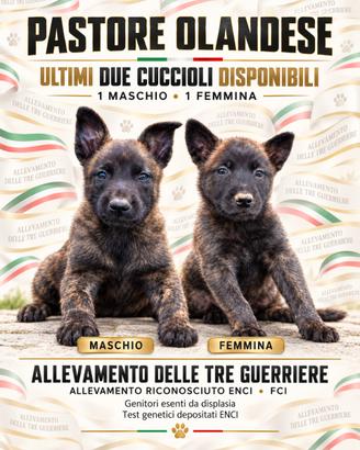 Cuccioli di pastore olandese linea francese