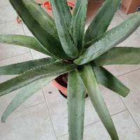 PIANTA ALOE VERA FIORI GIALLI 