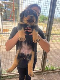 Cuccioli di Rottweiler