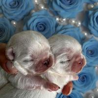 Cuccioli chihuahua pelo lungo