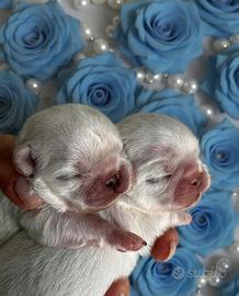 Cuccioli chihuahua pelo lungo