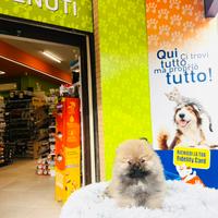 Spitz di Pomerania