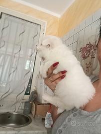 Mini spitz Pomerania toy