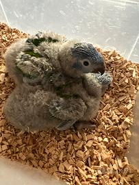 Lori arcobaleno da imbecco pulli pappagalli