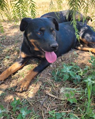 Rottweiler mix femmina cucciola