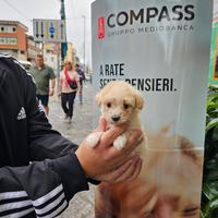 Maltipoo mini toy bicolore