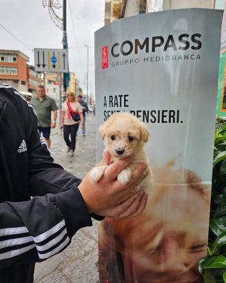 Maltipoo mini toy bicolore