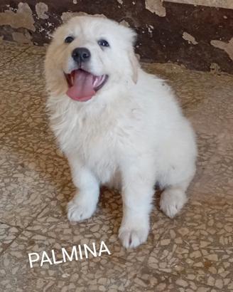 Adotta Palmina