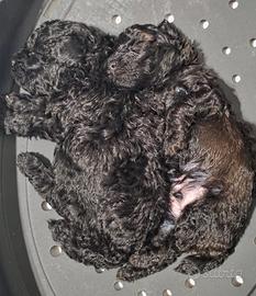Cuccioli di barboncino toy