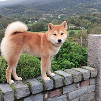 Due Shiba a rimborso spese