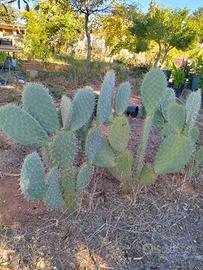 Opuntia Cristalina TUNA (fichi d'India messicano)