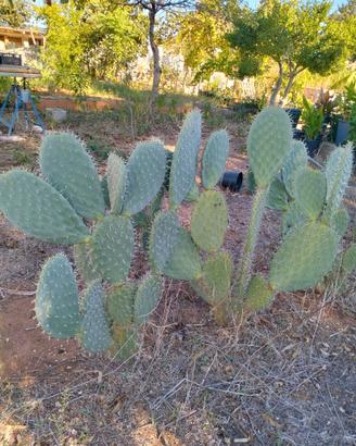 Opuntia Cristalina TUNA (fichi d'India messicano)