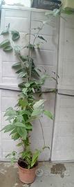Pianta Albero delle Farfalle