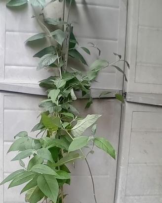 Pianta Albero delle Farfalle