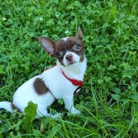 Chihuahua per accoppiamento