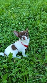 Chihuahua per accoppiamento