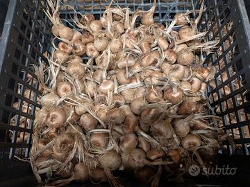 Bulbi di Zafferano (Crocus sativus) – Calibri 7<10