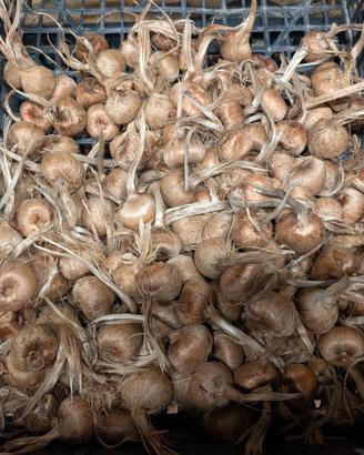 Bulbi di Zafferano (Crocus sativus) – Calibri 7<10