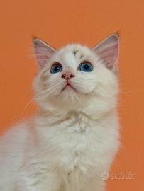 Cucciola di ragdoll disponibile
