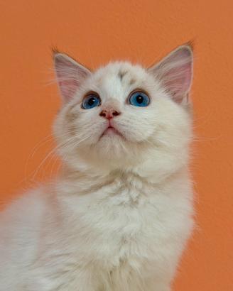 Cucciola di ragdoll disponibile