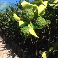 Pianta di Combava Hystrix - Immagine reale