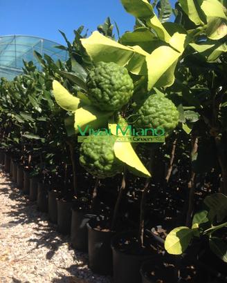 Pianta di Combava Hystrix - Immagine reale