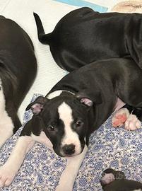 Venduta cuccioli Amstaff