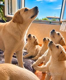 Cuccioli Labrador