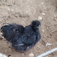 Gallo moroseta