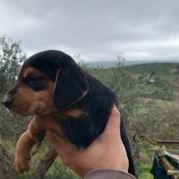 Bassotto
