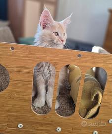 Maine  Coon