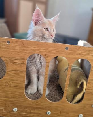 Maine  Coon